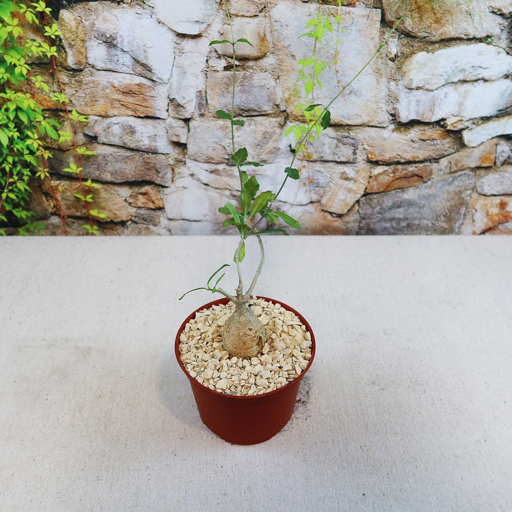 Potted indoor plant with glossy green leaves beside a small Buddha statue