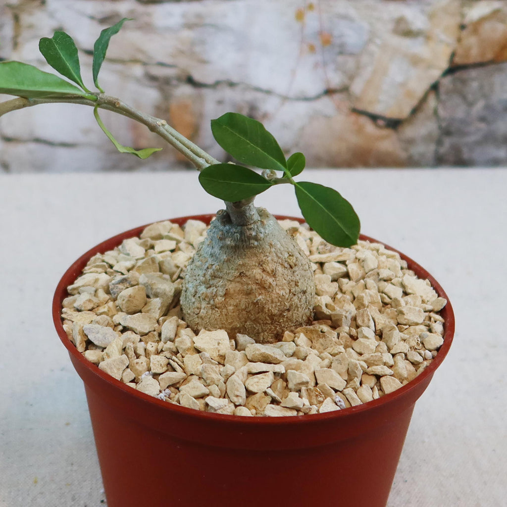 Potted indoor plant with glossy green leaves beside a small Buddha statue