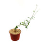 A small potted Fockea edulis with a rounded, bulbous base and green leaves grows at an angle in a pebble-topped pot on white background.