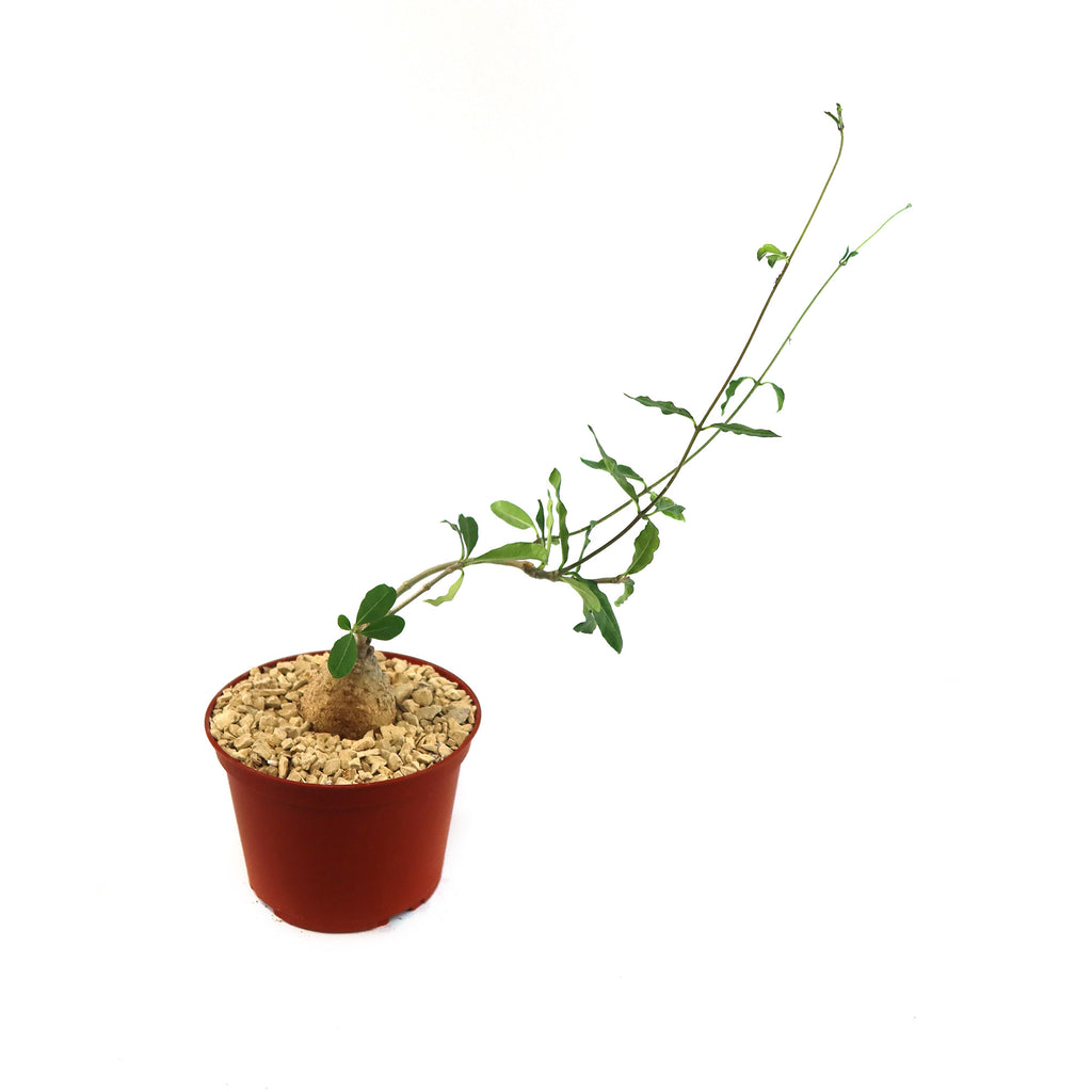 Potted indoor plant with glossy green leaves beside a small Buddha statue