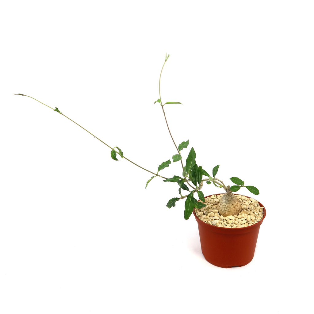 Potted indoor plant with glossy green leaves beside a small Buddha statue
