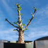 Ocotillo Plant &