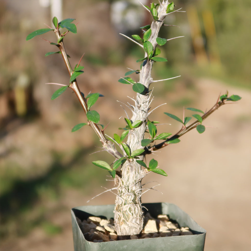 Ocotillo Plant &