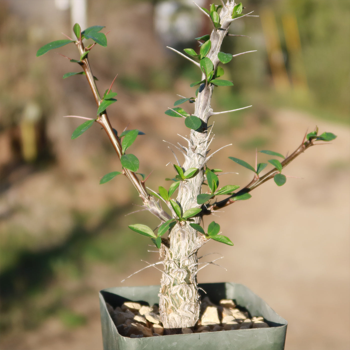 ocotillo house plant Shop 'Ocotillo Plant – Fouquieria splendens' Care and Growing Guide