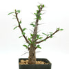 Ocotillo Plant &