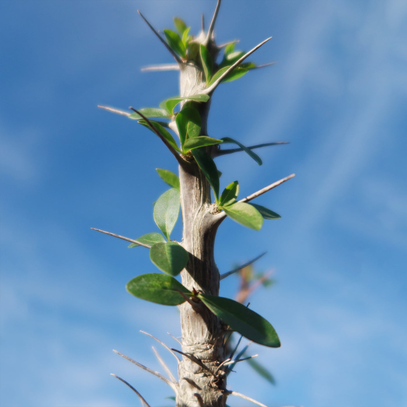 Octillo Oracle Shop ‘Ocotillo Plant – Fouquieria splendens’ Care and Growing Guide ...