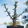 Ocotillo Plant &