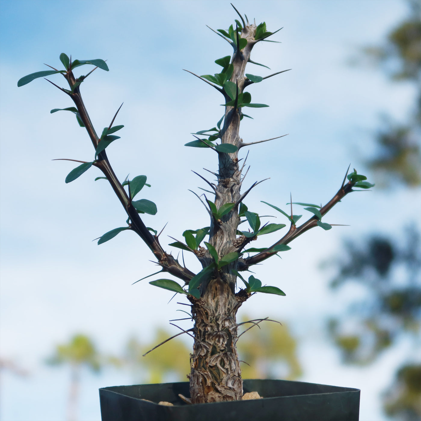 ocotillo succulent Shop 'Ocotillo Plant – Fouquieria splendens' Care and Growing Guide