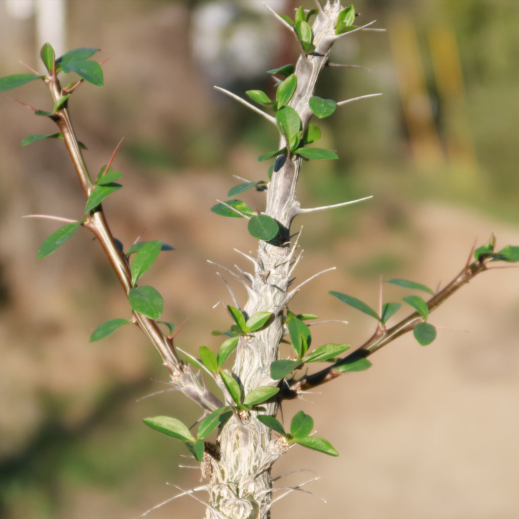 Ocotillo Plant &
