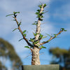 Ocotillo Plant &