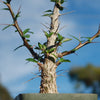 Ocotillo Plant &