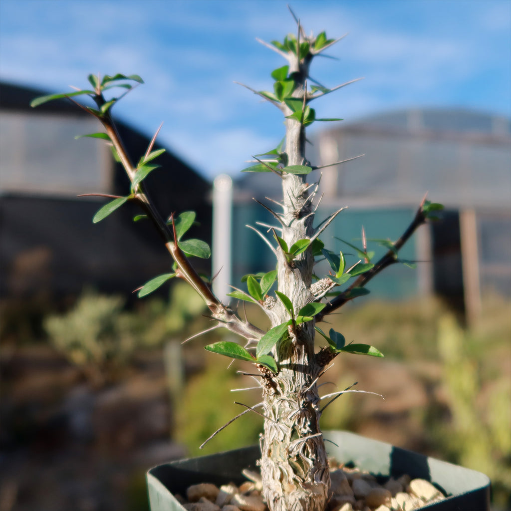 Ocotillo Plant &