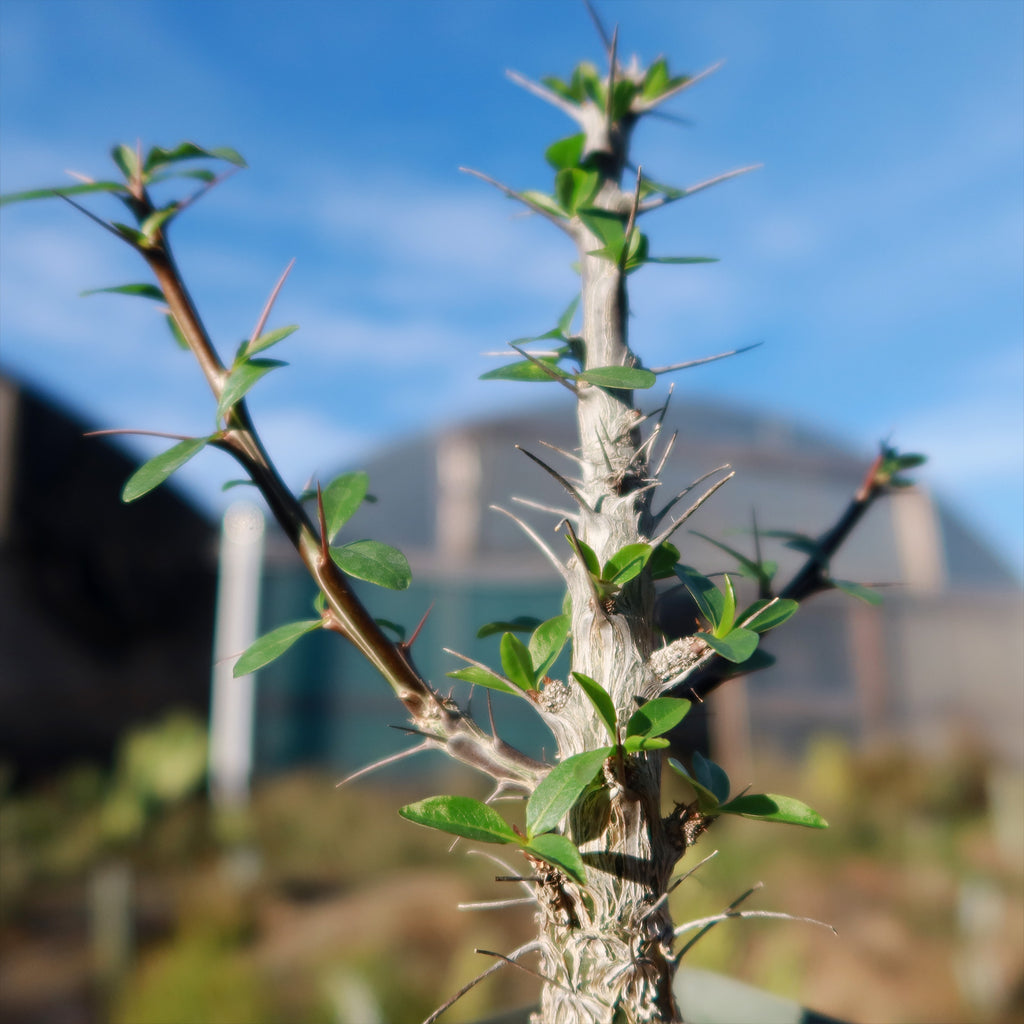 Ocotillo Plant &