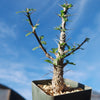 Ocotillo Plant &