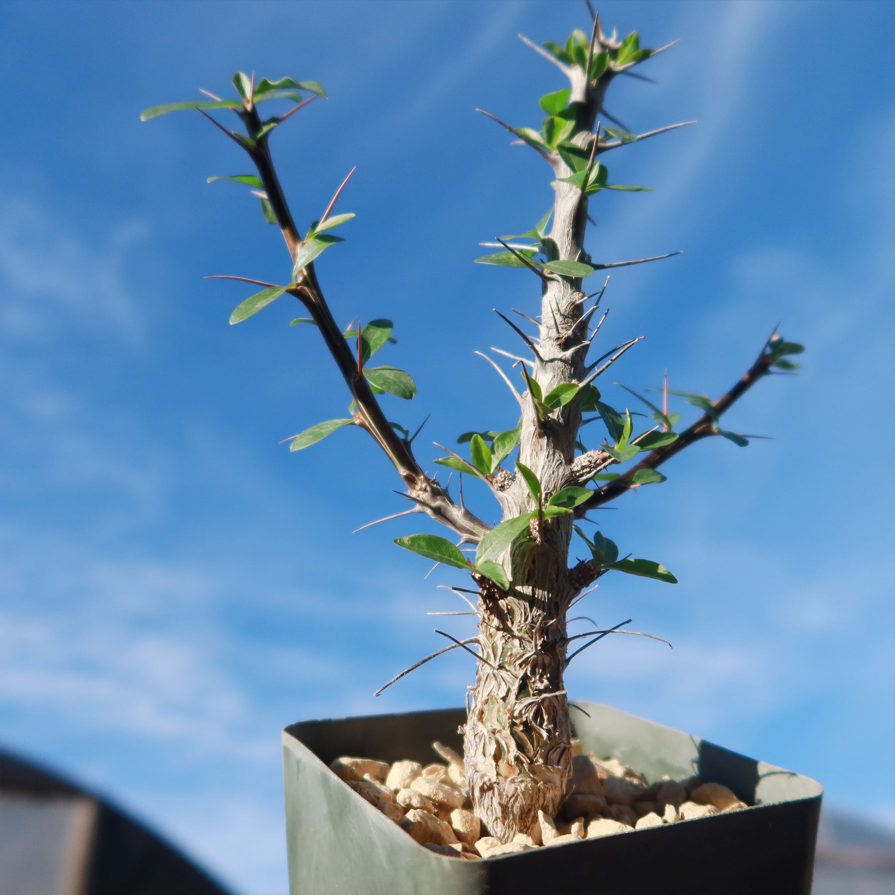 thumbnail image 2 of 25 Fouquieria Splendens Ocotillo Seeds – Rare Candlewood Succulent From Madagascar 2 of 6