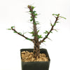 Ocotillo Plant &