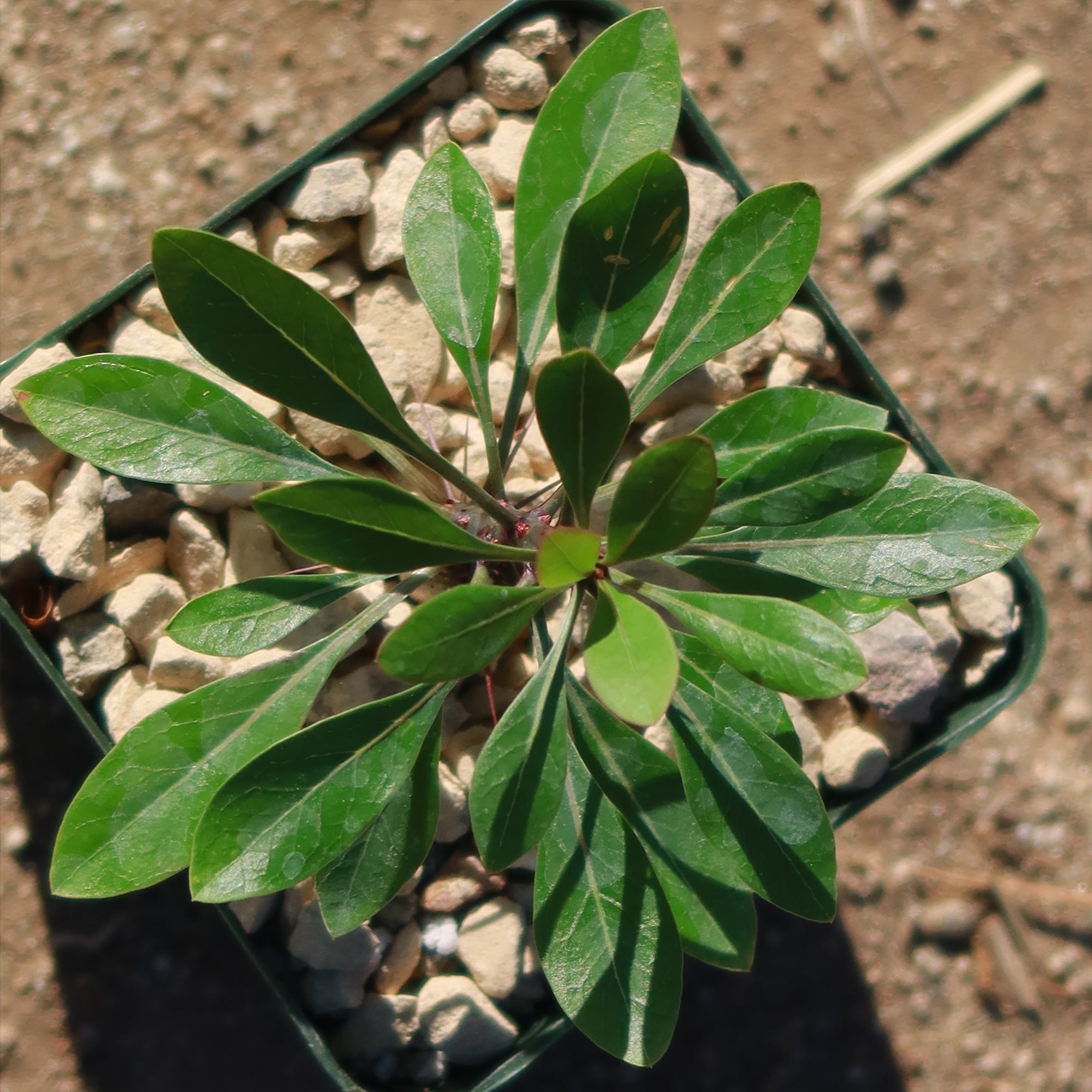 Fouquieria fasciculata