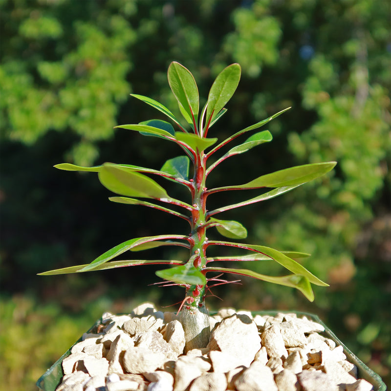 Fouquieria-fasciculata-3.5-