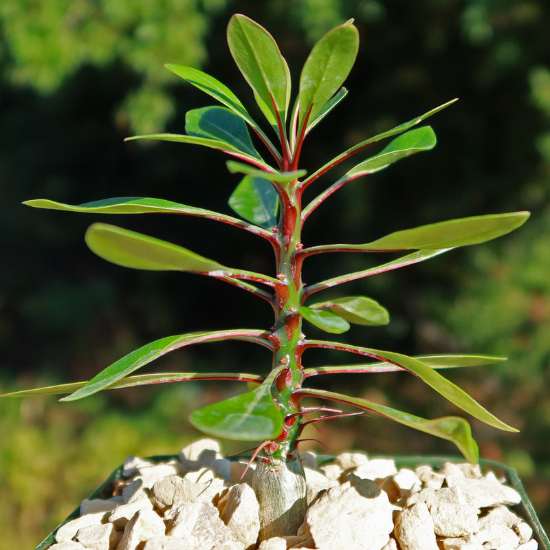 Fouquieria-fasciculata-3.5-