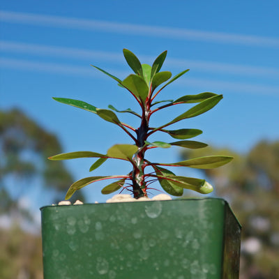 Ocotillo Plant - Fouquieria fasciculata