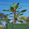 Fouquieria fasciculata