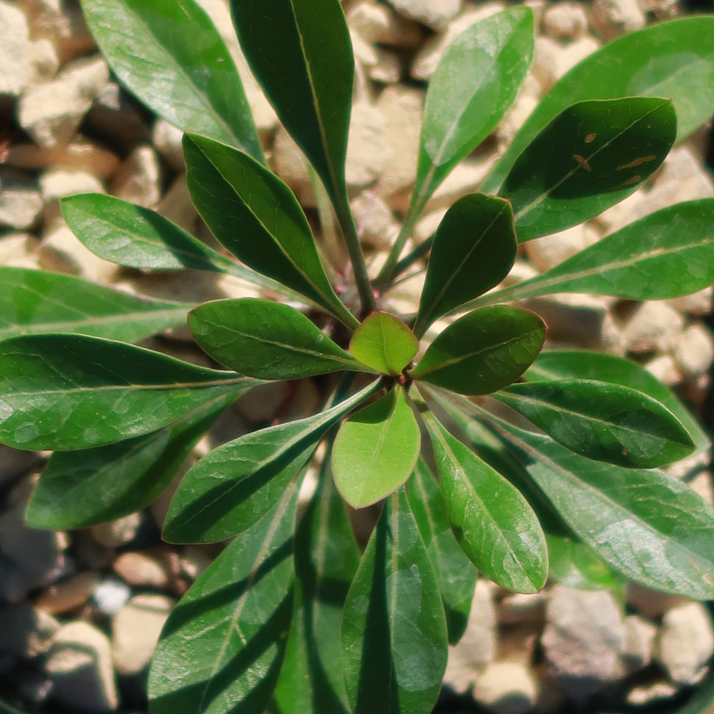 Ocotillo Plant - Fouquieria fasciculata
