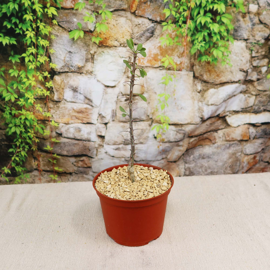 Fouquieria formosa