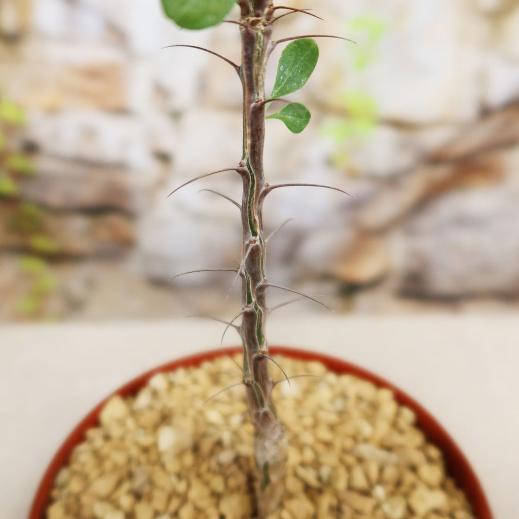 Fouquieria formosa
