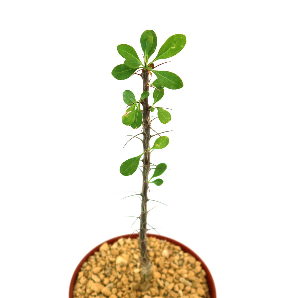 Fouquieria formosa