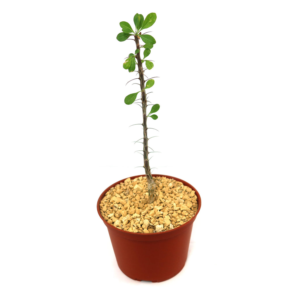 Fouquieria formosa