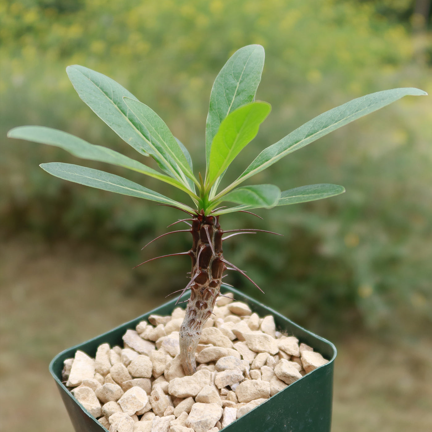 Fouquieria formosa