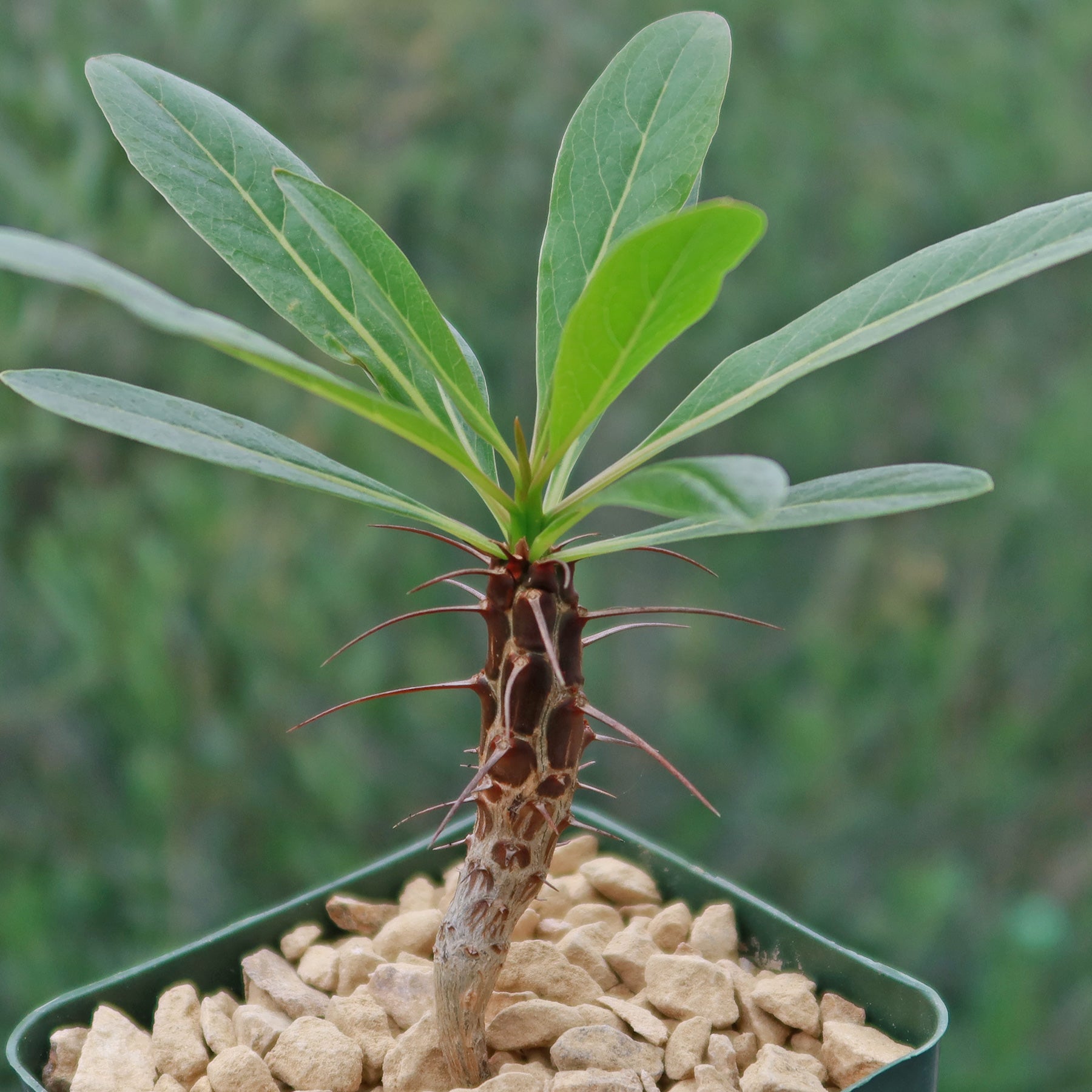 Fouquieria formosa