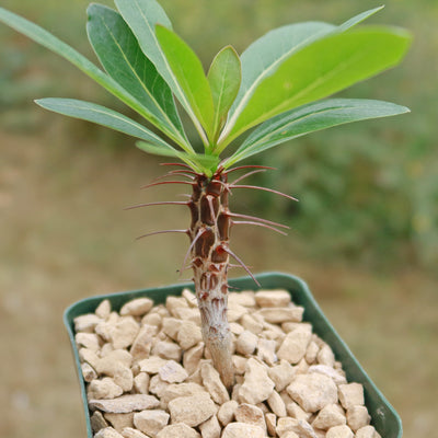 Fouquieria formosa