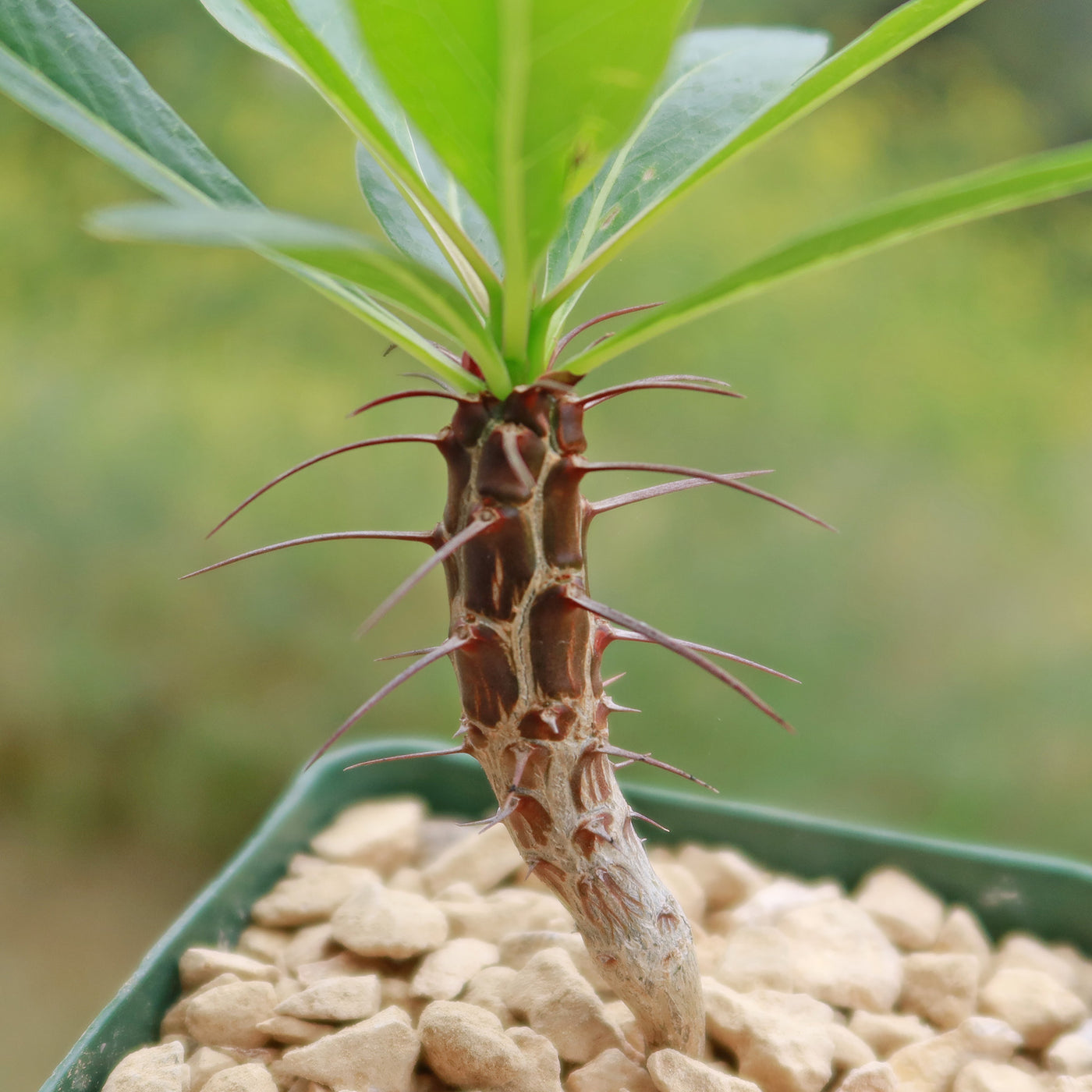 Fouquieria formosa Shop Online at Desert