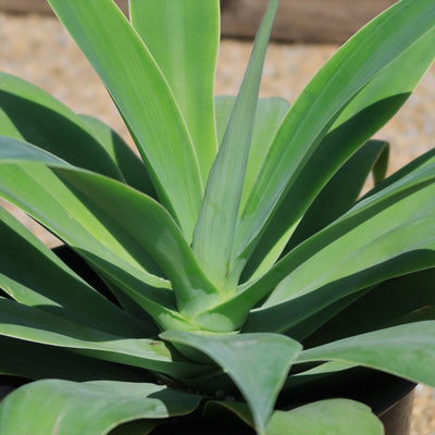 Foxtail Agave - Agave attenuata