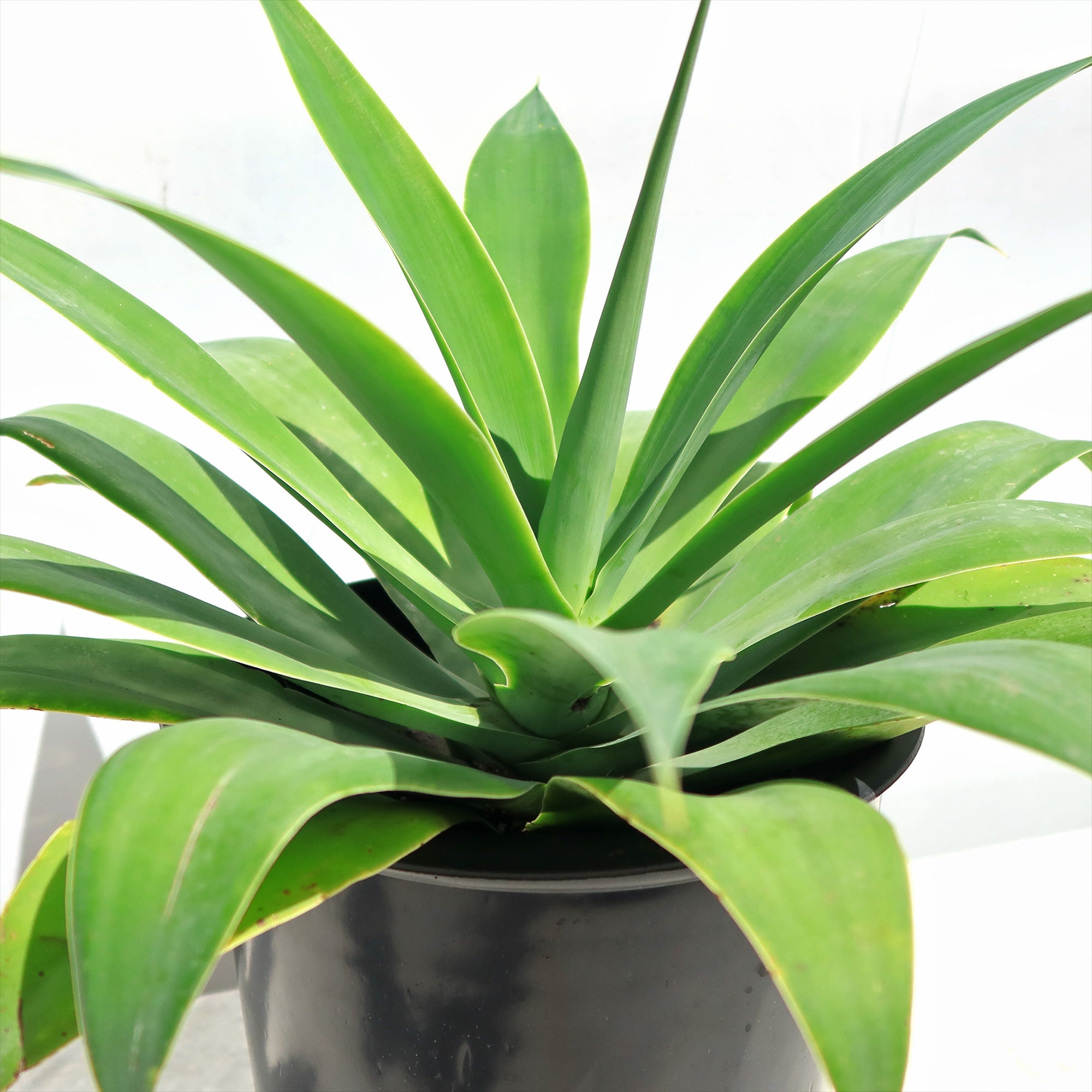 Foxtail Agave (Agave attenuata) with thick green leaves in a black plastic pot, displayed against a plain white background.