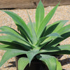 Foxtail Agave - Agave attenuata