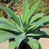 Foxtail Agave - Agave attenuata