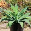 Foxtail Agave - Agave attenuata