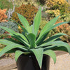 Foxtail Agave - Agave attenuata