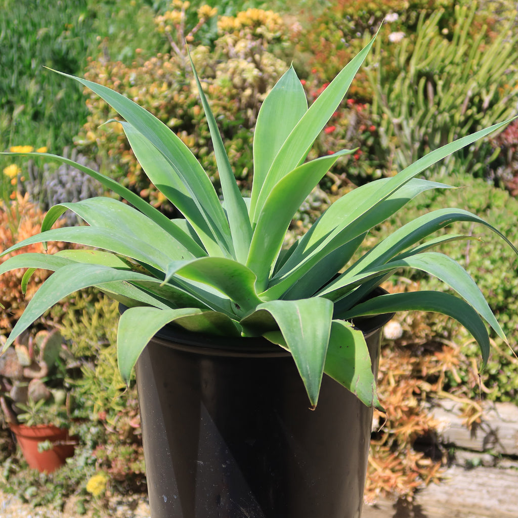 Foxtail Agave - Agave attenuata