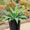 Foxtail Agave - Agave attenuata