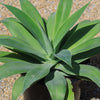 Foxtail Agave - Agave attenuata