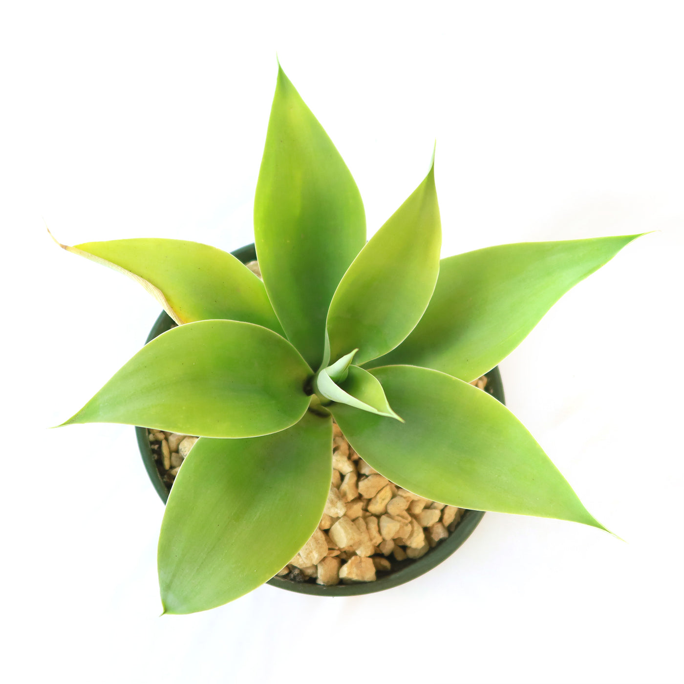 Foxtail Agave - Agave attenuata