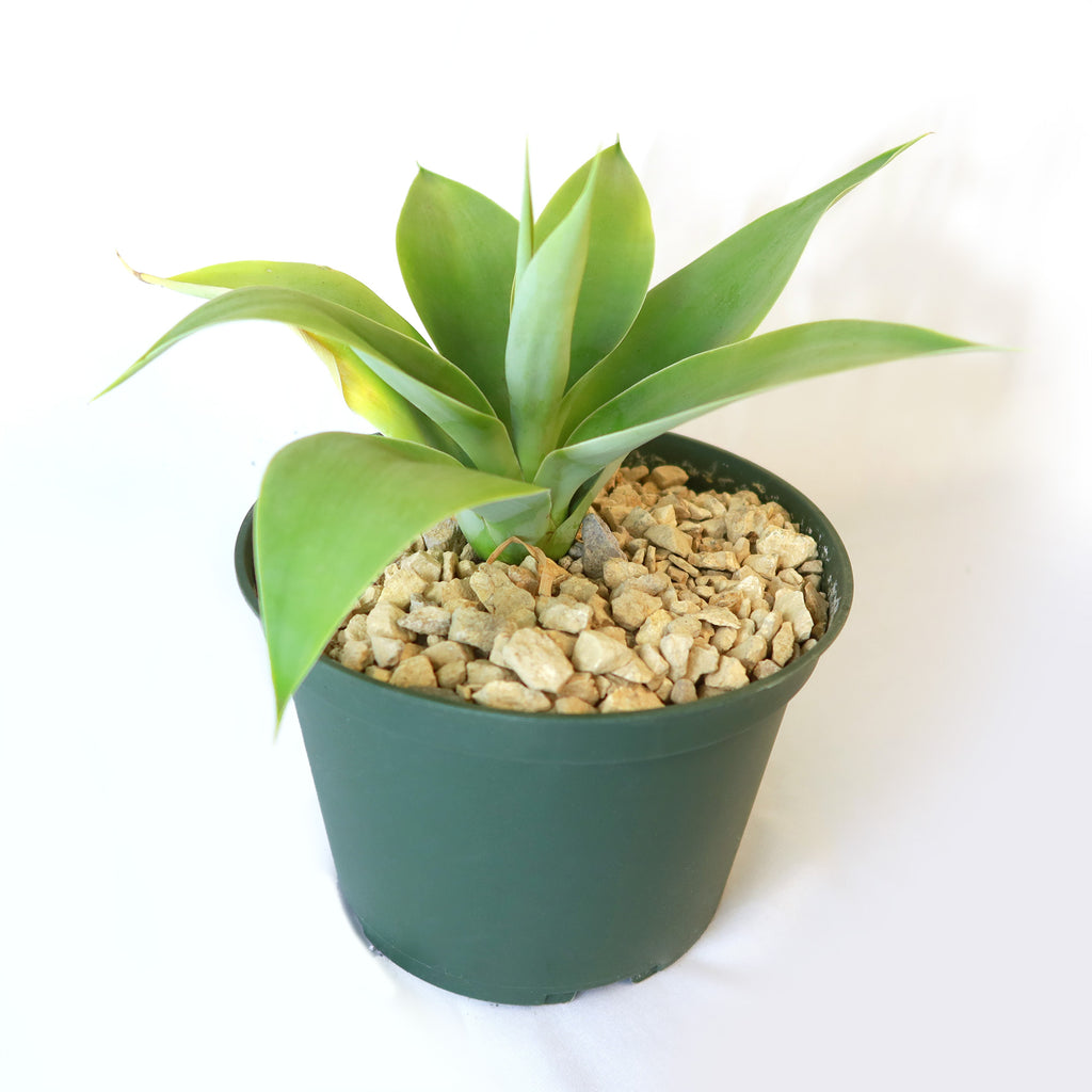 Foxtail Agave - Agave attenuata