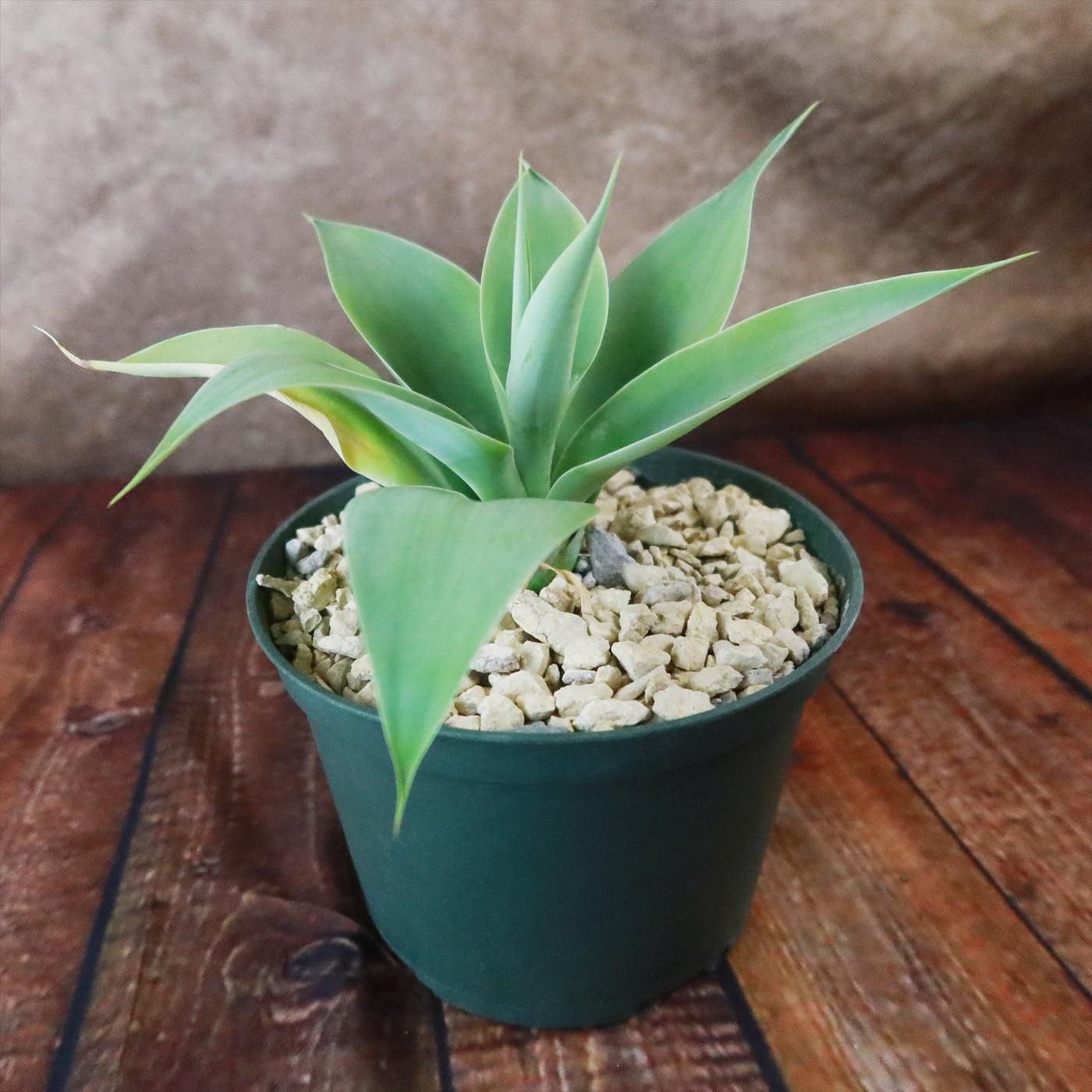 foxtail agave succulents Buy 'Foxtail Agave - Agave attenuata' Online