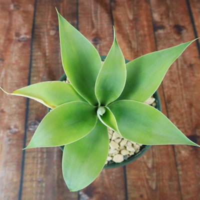 Foxtail Agave - Agave attenuata