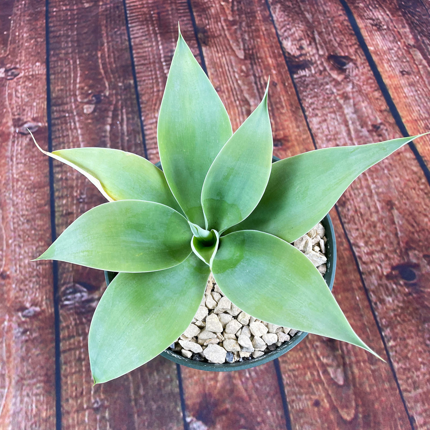 Foxtail Agave - Agave attenuata