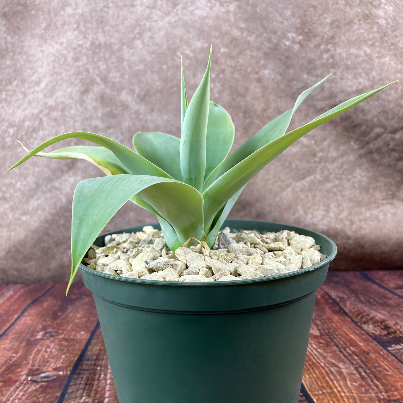 foxtail succulent Buy 'Foxtail Agave - Agave attenuata' Online