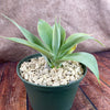 Foxtail Agave - Agave attenuata